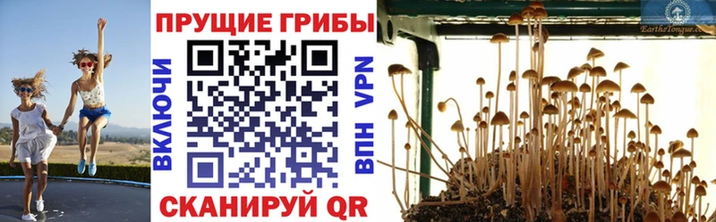 хочу   Тимашёвск  Галлюциногенные грибы Psilocybine cubensis 